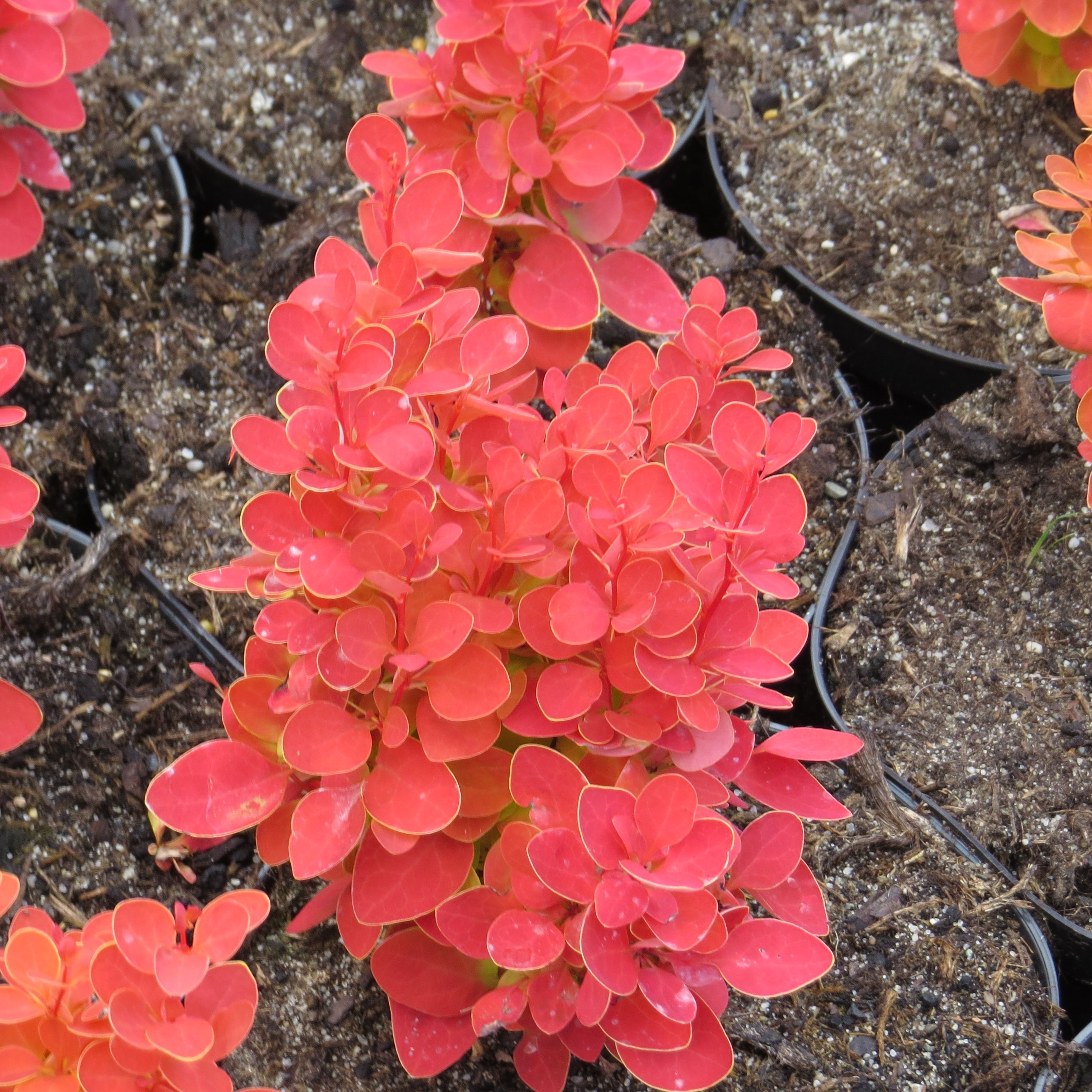 Berberis thunbergii Orange Ice (c) | Tvarované živé ploty |Zahradnictví ...